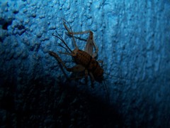 Gryllodes sigillatus