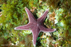 Odontaster penicillatus