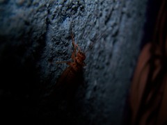 Gryllodes sigillatus