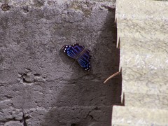 Myscelia ethusa ethusa