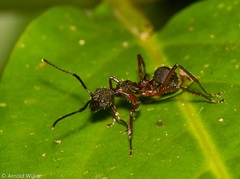 Dolichoderus attelaboides