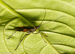 Braconinae