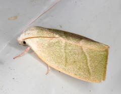 Earias subviridis