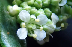 Lepidium oblitum