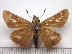 Parnara guttata