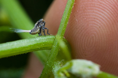 Danepteryx barbarae