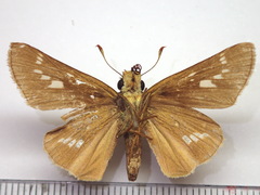 Parnara guttata