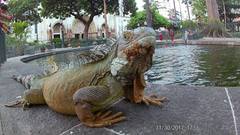 Iguana iguana