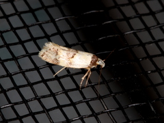 Euphiltra angustior