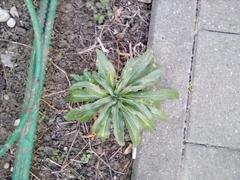 Asteraceae