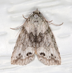 Calathusa basicunea