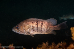 Acanthistius patachonicus