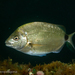 South American Silver Porgy - Photo (c) Gonzalo Bravo, some rights reserved (CC BY-NC), uploaded by Gonzalo Bravo