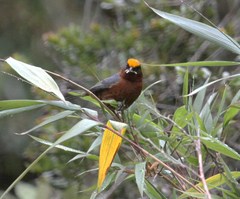 Catamblyrhynchus diadema