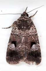 Thoracolopha flexirena