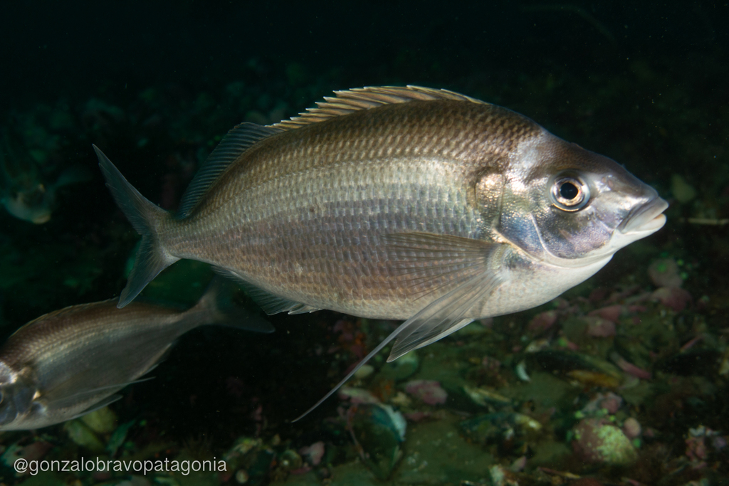 Atlantic Morwong