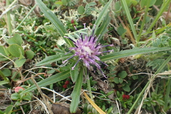 Saussurea kamtschatica