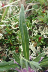 Saussurea kamtschatica