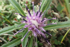 Saussurea kamtschatica