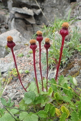 Packera heterophylla