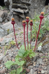 Packera heterophylla