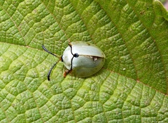Paraselenis saltaensis