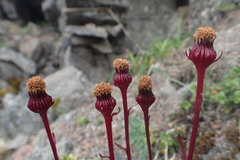 Packera heterophylla