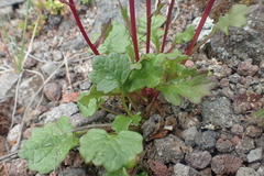 Packera heterophylla