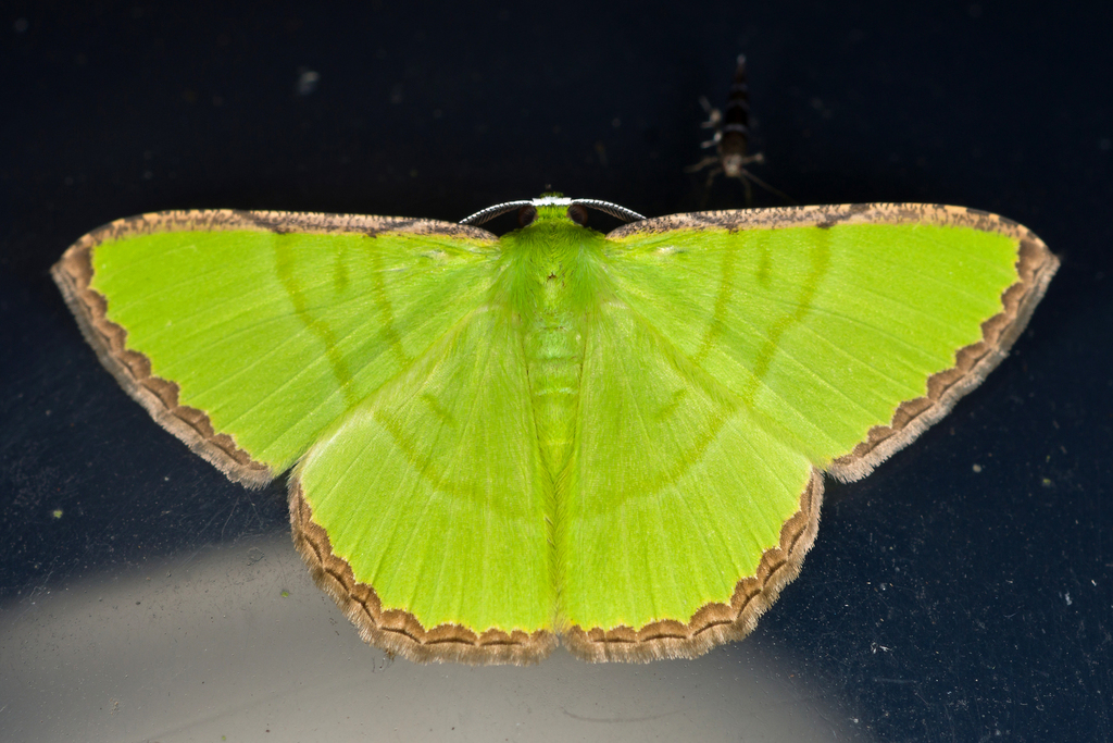 Ornithospila cincta