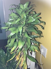 Dracaena fragrans compacta