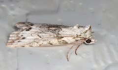 Calathusa basicunea