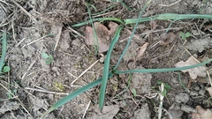 Lilieae