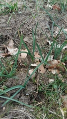 Lilieae