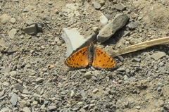 Melitaea persea