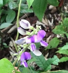 Desmodium intortum