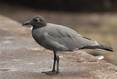 Lava Gull photo 5