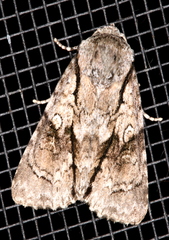 Turnerinycta phaeocosma