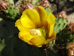 Opuntia hyptiacantha