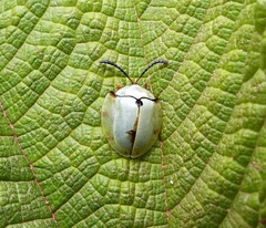Paraselenis saltaensis