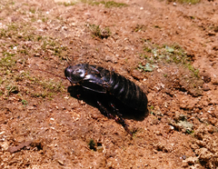 Panesthiinae