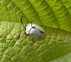 Paraselenis saltaensis