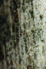 Chaenotheca brachypoda