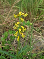 Crotalaria lanceolata lanceolata