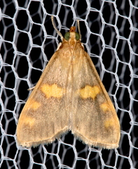 Rehimena surusalis