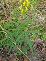 Crotalaria lanceolata lanceolata