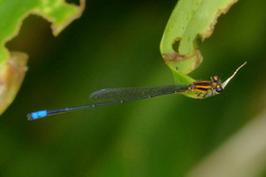 Acanthagrion obsoletum