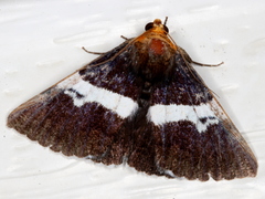 Buzara frontinus