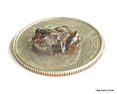 Pristimantis appendiculatus