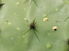 Opuntia hyptiacantha