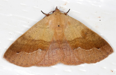 Ophyx ochroptera